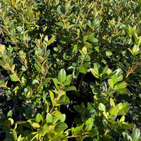 Rhododendron Olive - Ladybird Nursery