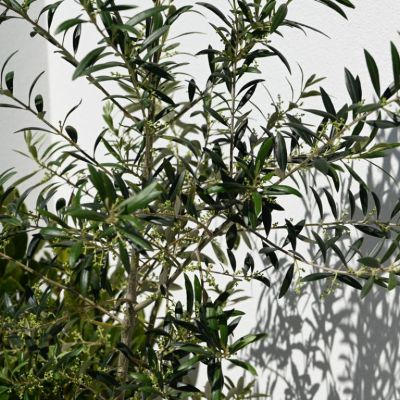 Olive 'Heritage Frantoio' - Large - Ladybird Nursery