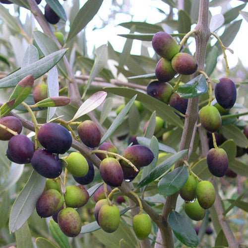 Olive 'Heritage Frantoio' - Large - Ladybird Nursery