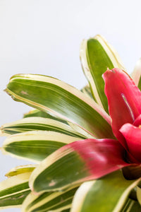 Bromeliad Inferno (Neoregelia)
