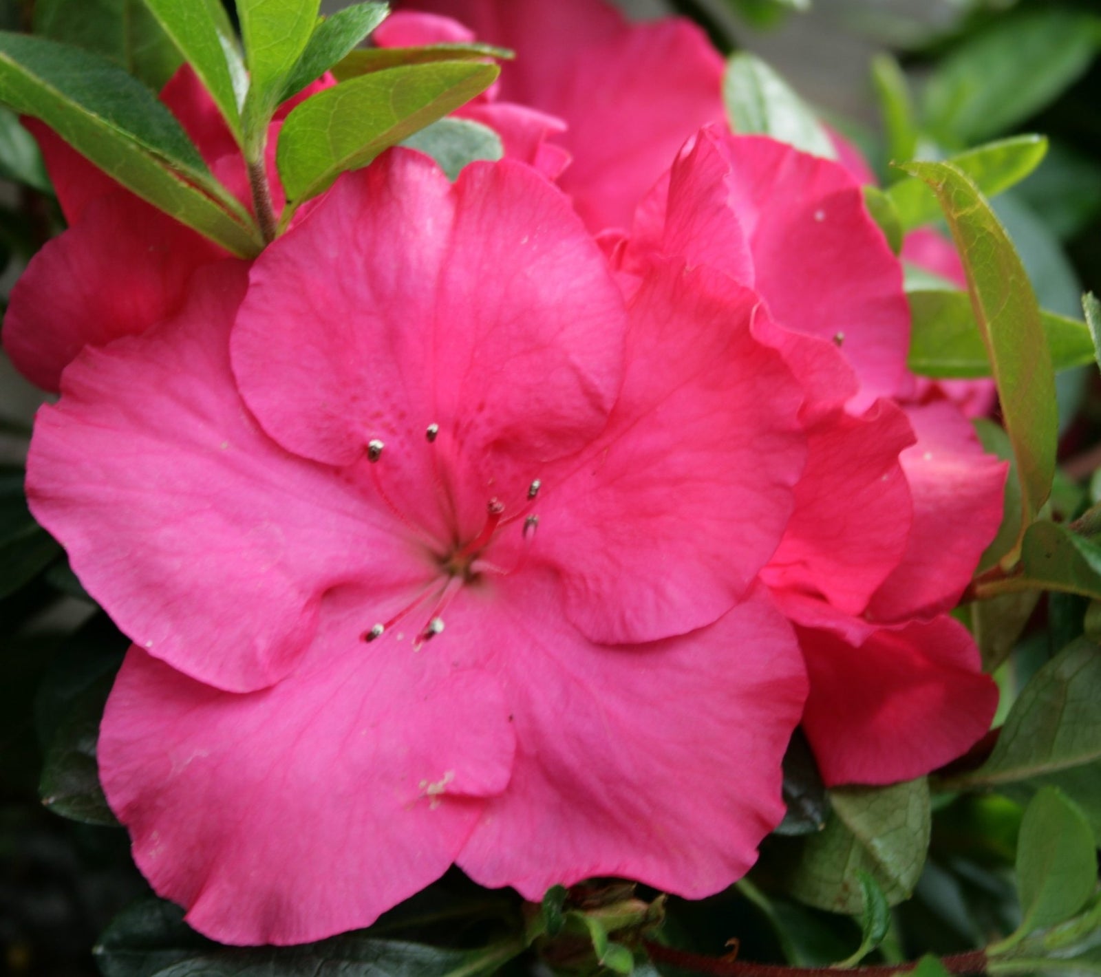 Azalea indica Only One Earth - Ladybird Nursery