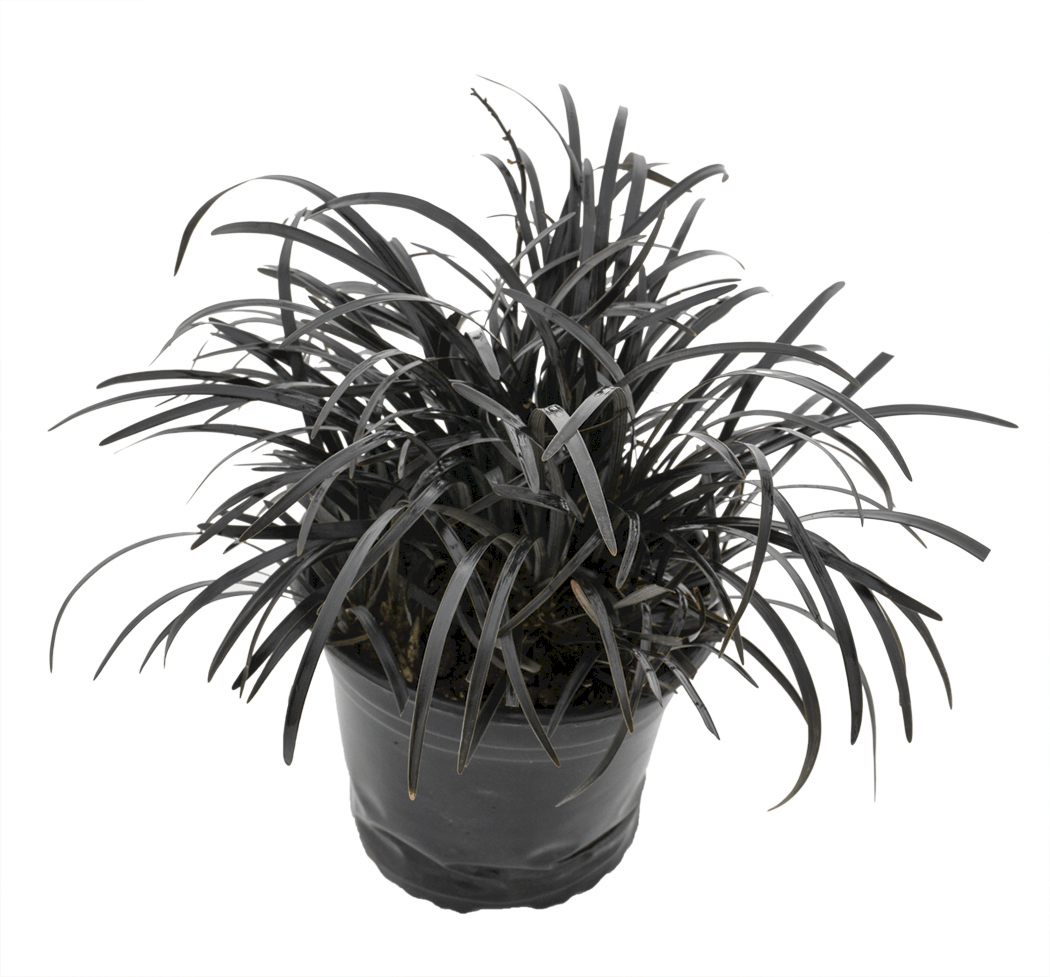 Black Mondo Grass Nigrescens (Ophiopogon planiscapus)