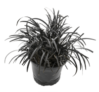 Black Mondo Grass Nigrescens (Ophiopogon planiscapus)
