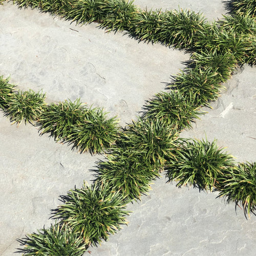 Dwarf Mondo Grass Nana (Ophiopogon japonicus) - Ladybird Nursery