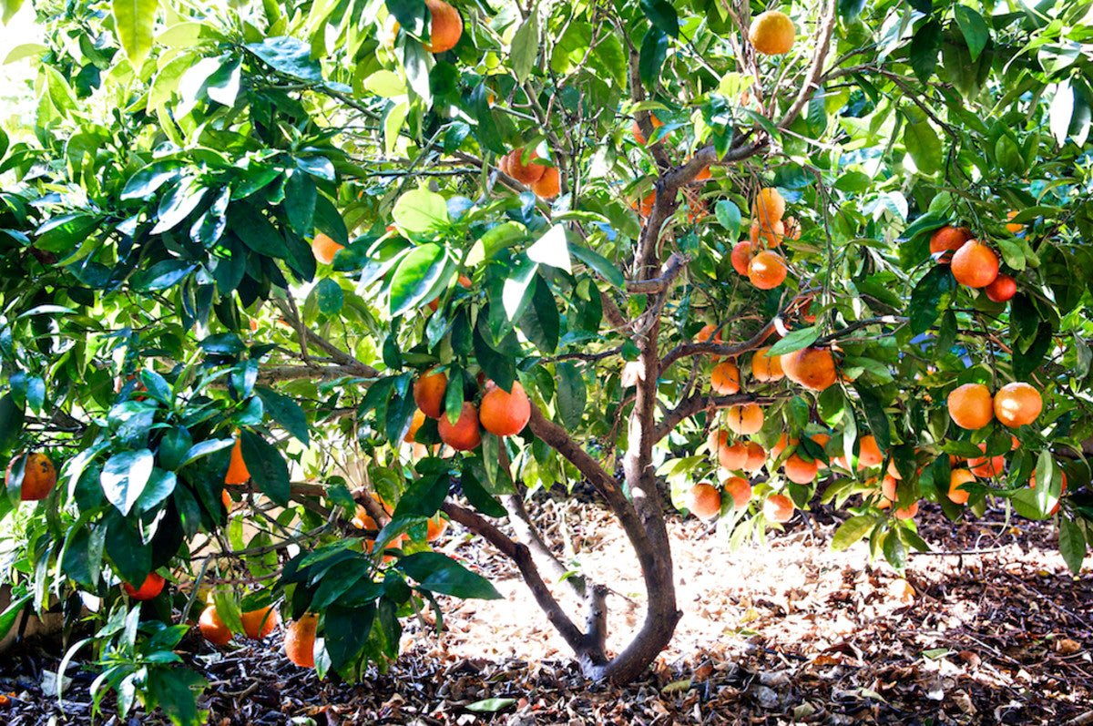 Orange Arnold Blood (QLD Only) - Ladybird Nursery