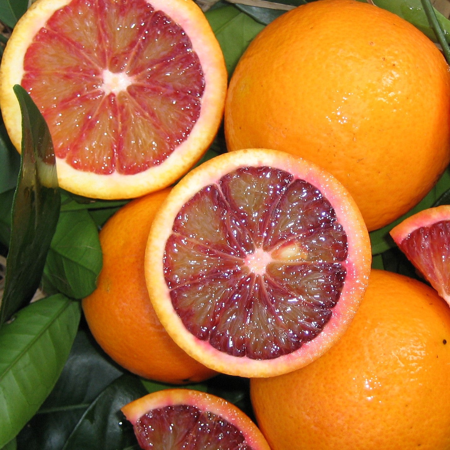 Orange 'Arnold Blood' Advanced - 400mm pot (Pickup Only) - Ladybird Nursery