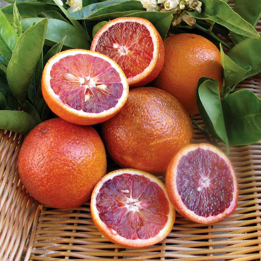 Orange 'Arnold Blood' Advanced - 400mm pot (Pickup Only) - Ladybird Nursery
