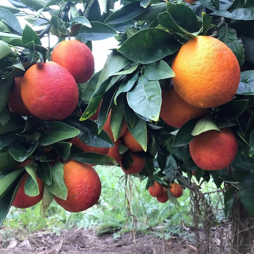 Orange 'Arnold Blood' Advanced - 400mm pot (Pickup Only)