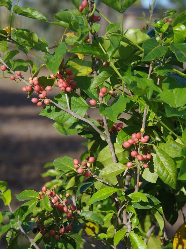 Orange Berry (Glycosmis trifoliata) - Ladybird Nursery