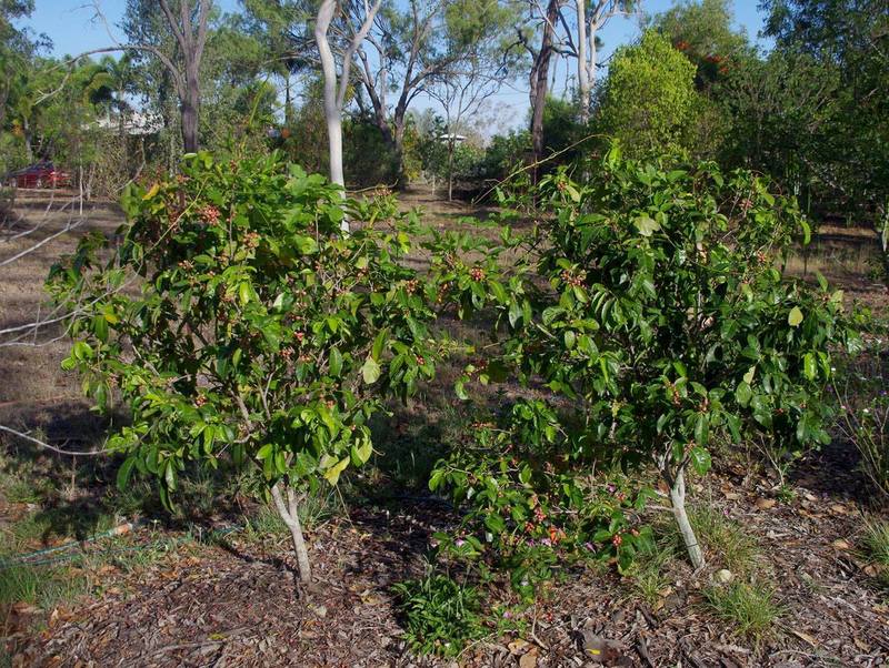 Orange Berry (Glycosmis trifoliata)