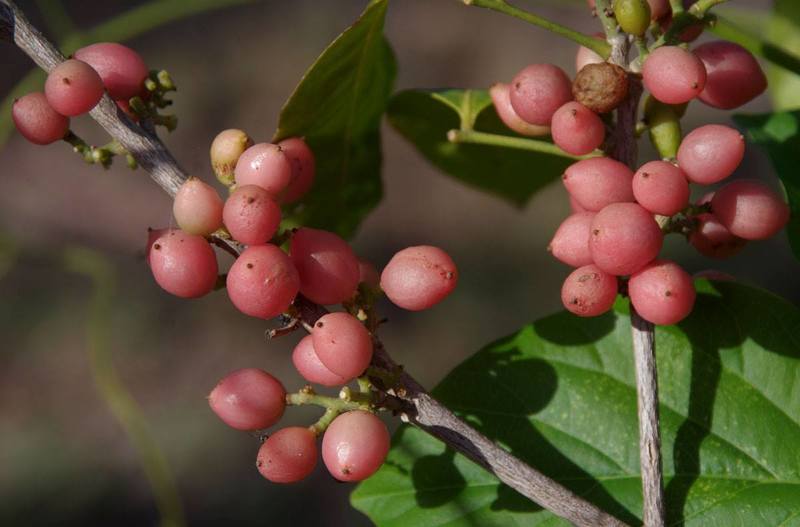 Orange Berry (Glycosmis trifoliata) - Ladybird Nursery