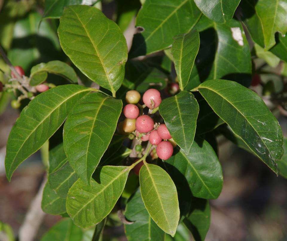 Orange Berry (Glycosmis trifoliata) - Ladybird Nursery
