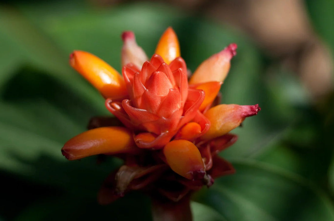 Orange Costus (Costus productus) - Ladybird Nursery