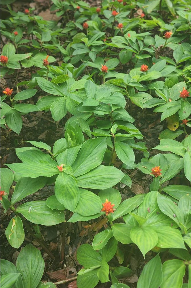 Orange Costus (Costus productus) - Ladybird Nursery