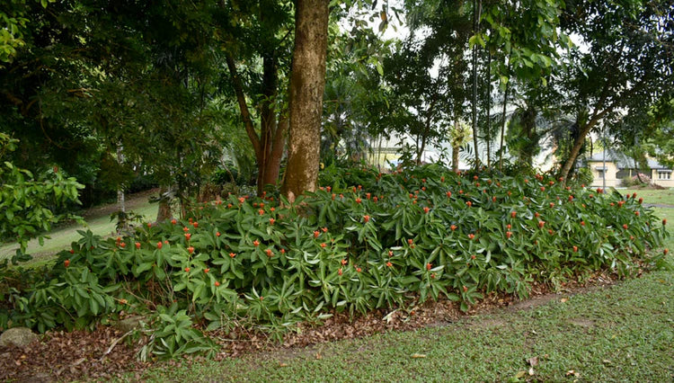 Orange Costus (Costus productus)