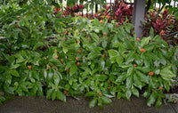 Orange Costus (Costus productus)