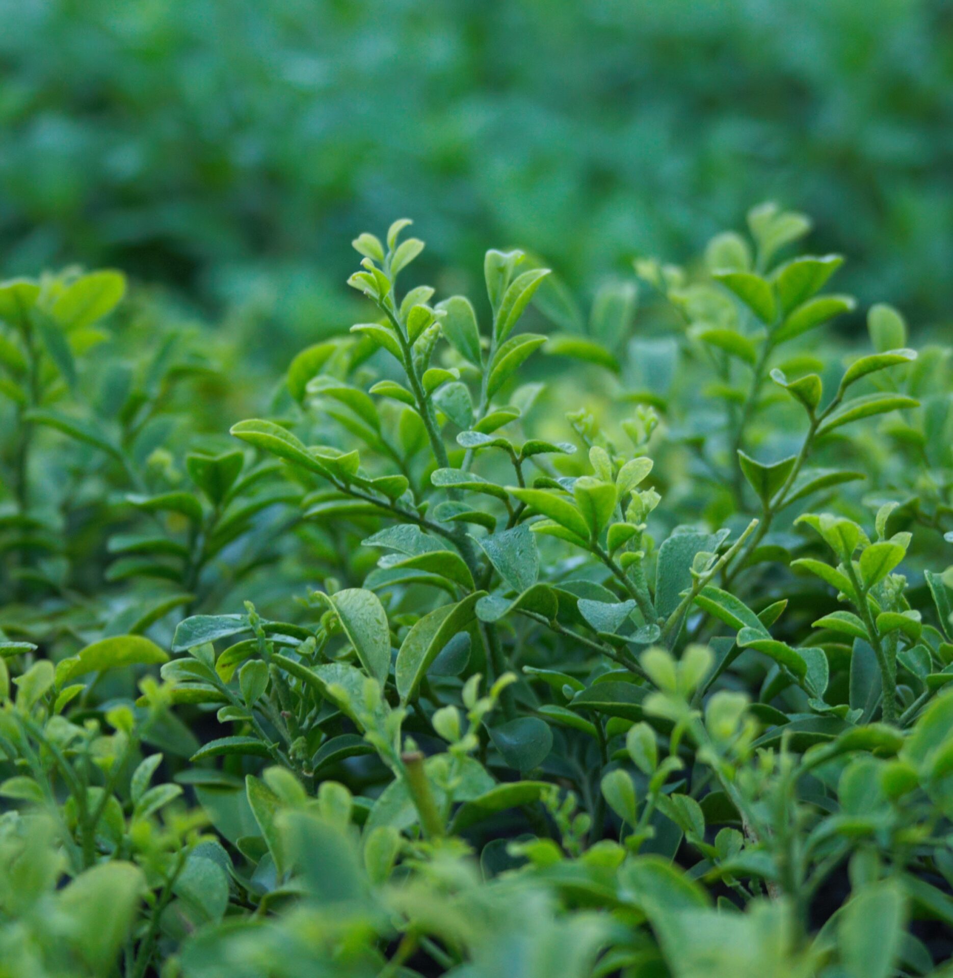 Orange Jessamine Hip High (Murraya paniculata) - Ladybird Nursery