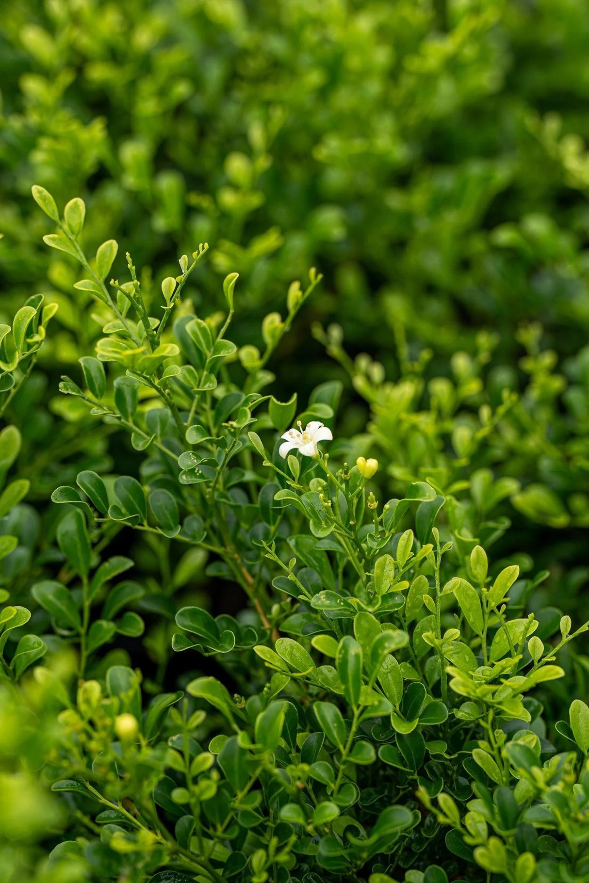 Orange Jessamine Hip High (Murraya paniculata) - Ladybird Nursery