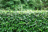 Orange Jessamine Hip High (Murraya paniculata) - Ladybird Nursery