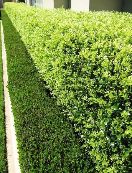 Orange Jessamine Hip High (Murraya paniculata) - Ladybird Nursery