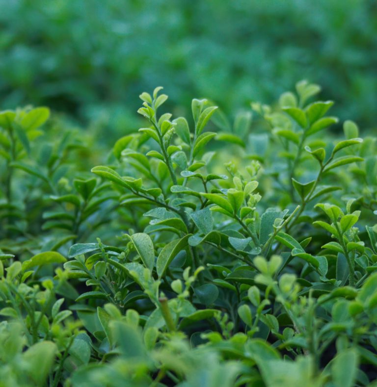 Orange Jessamine Hip High (Murraya paniculata) - Ladybird Nursery