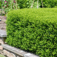 Orange Jessamine Min-a-Min (Murraya paniculata)