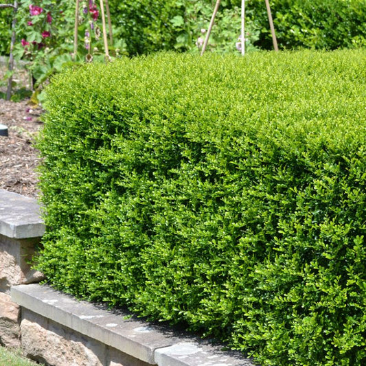 Orange Jessamine Min-a-Min (Murraya paniculata)