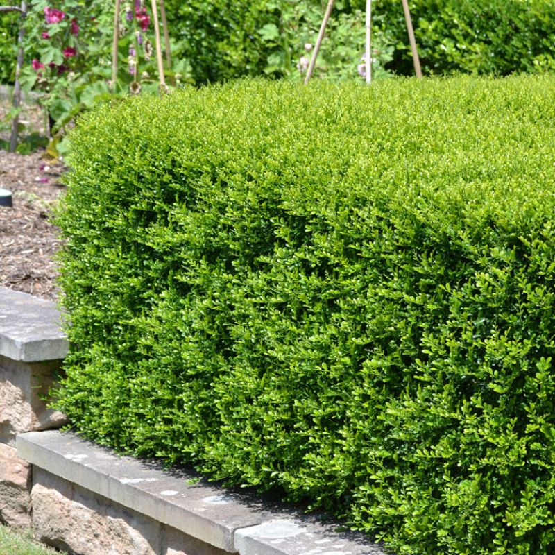 Orange Jessamine Min-a-Min (Murraya paniculata)