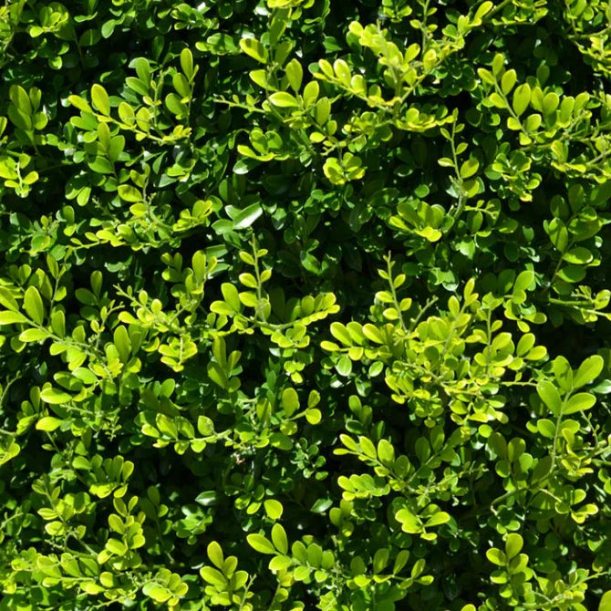 Orange Jessamine Min-a-Min (Murraya paniculata)