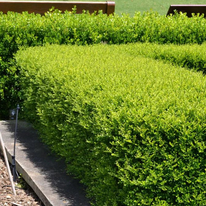Orange Jessamine Min - a - Min (Murraya paniculata) - Ladybird Nursery