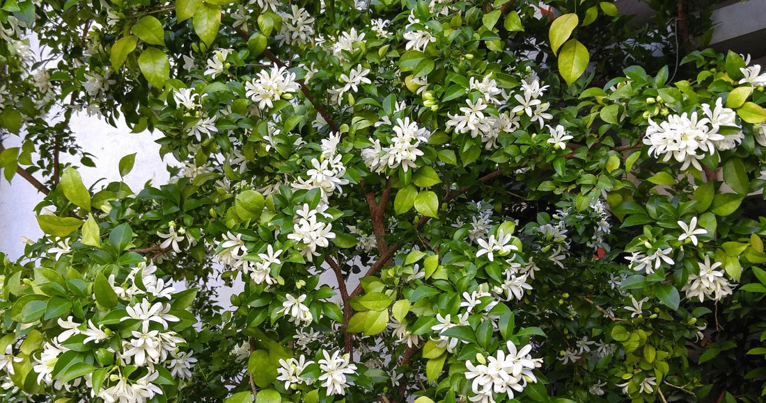 Orange Jessamine Min - a - Min (Murraya paniculata) - Ladybird Nursery