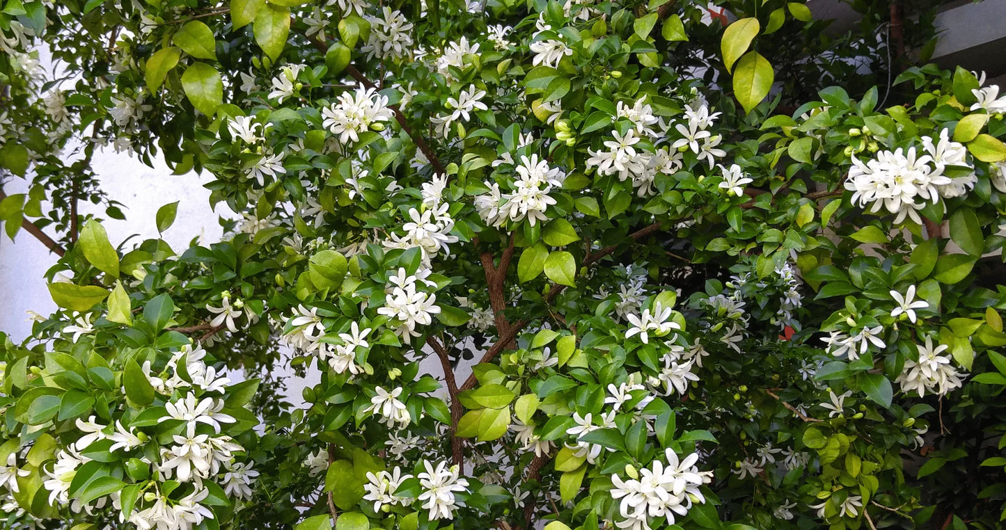 Orange Jessamine Min-a-Min (Murraya paniculata)
