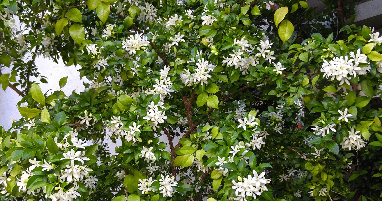 Orange Jessamine Min-a-Min (Murraya paniculata)