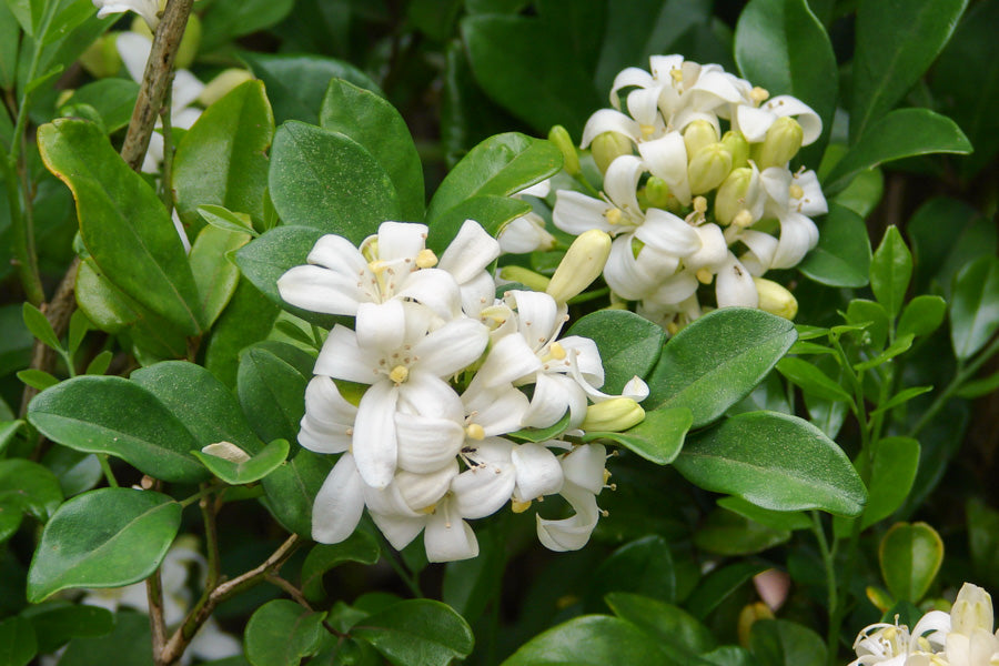 Orange Jessamine (Murraya paniculata)
