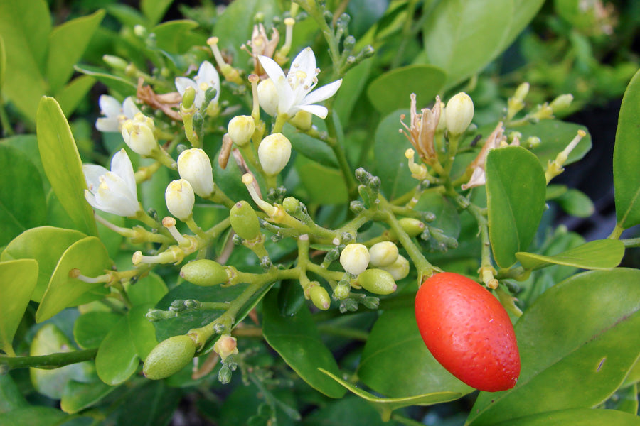 Orange Jessamine (Murraya paniculata)