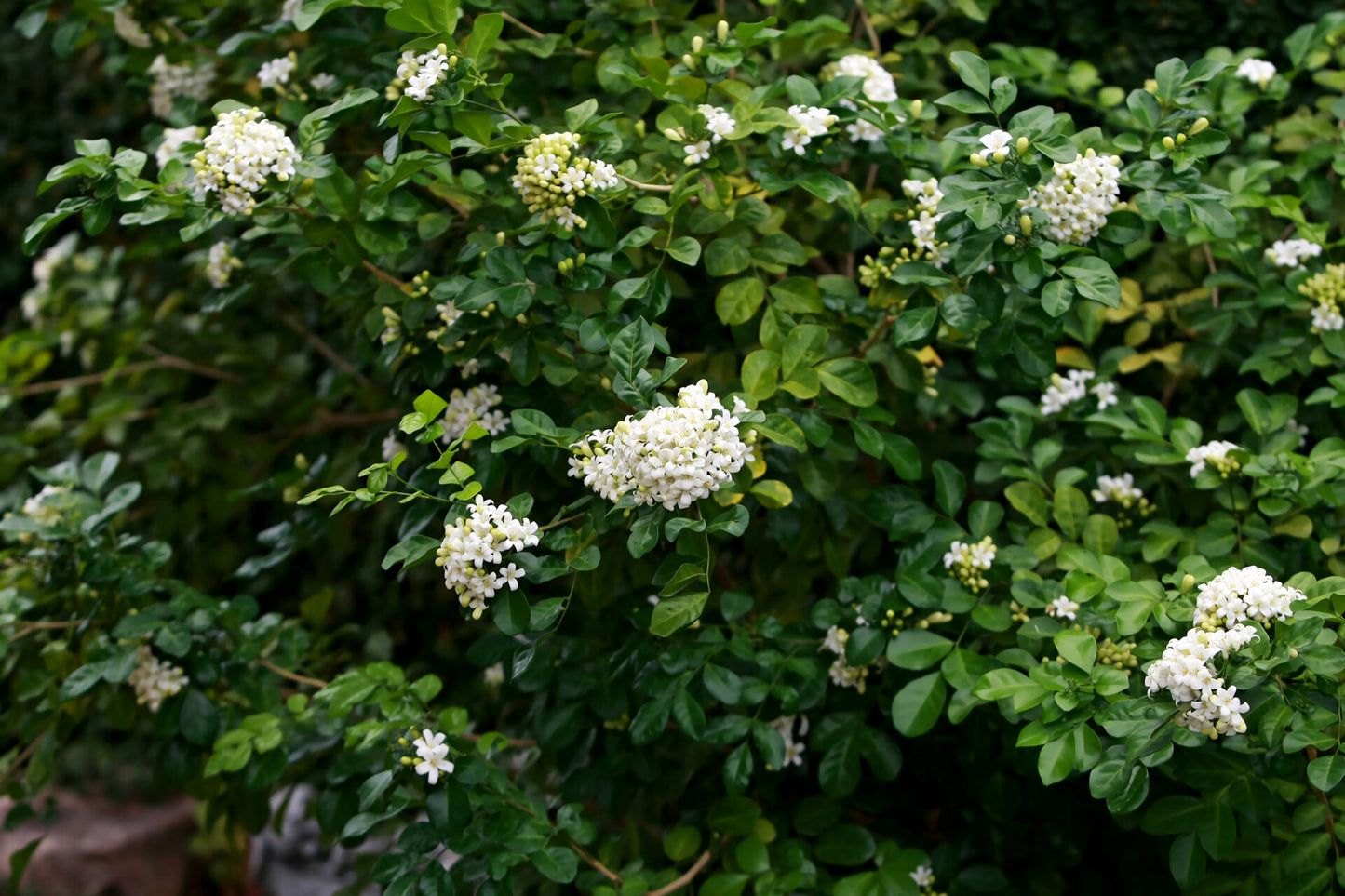 Orange Jessamine (Murraya paniculata)