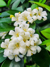Orange Jessamine (Murraya paniculata)