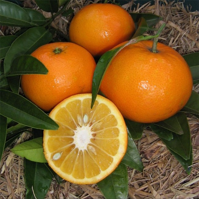 Seville Orange (Appleby) (QLD ONLY) - Ladybird Nursery