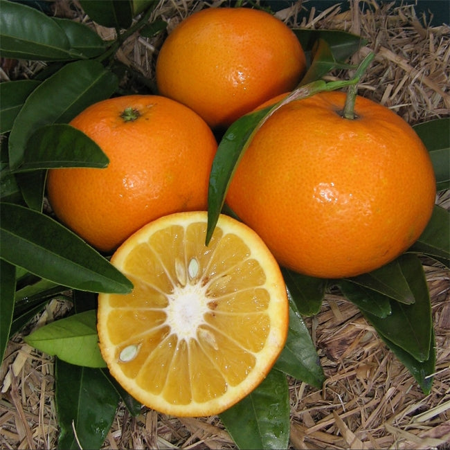 Seville Orange (Appleby) (QLD ONLY)