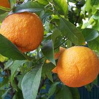 Seville Orange (Appleby) (QLD ONLY)