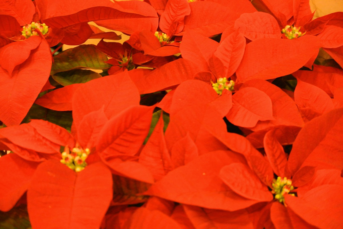 Orange Spice Poinsettia (Euphorbia pulcherrima)