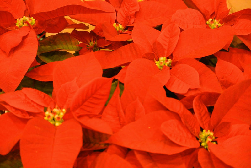 Orange Spice Poinsettia (Euphorbia pulcherrima)