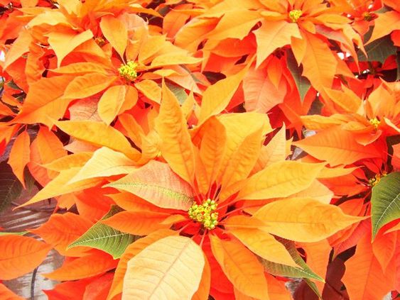 Orange Spice Poinsettia (Euphorbia pulcherrima)