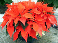 Orange Spice Poinsettia (Euphorbia pulcherrima)