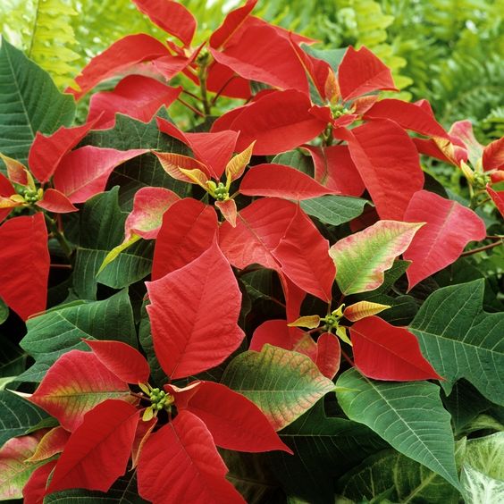 Orange Spice Poinsettia (Euphorbia pulcherrima)
