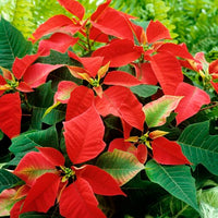 Orange Spice Poinsettia (Euphorbia pulcherrima)