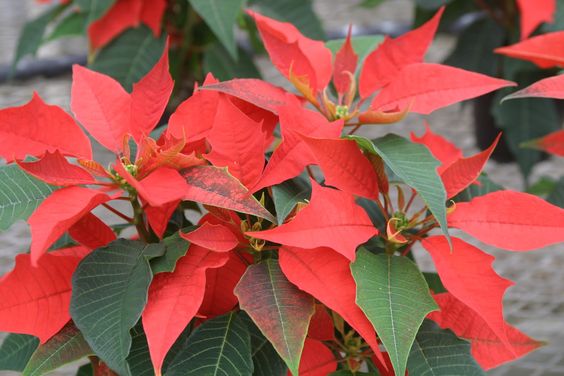 Orange Spice Poinsettia (Euphorbia pulcherrima)