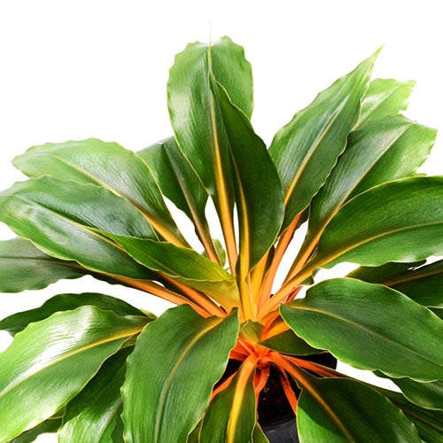 Orange Spider Plant (Chlorophytum orchidastrum)