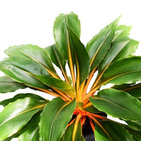 Orange Spider Plant (Chlorophytum orchidastrum)