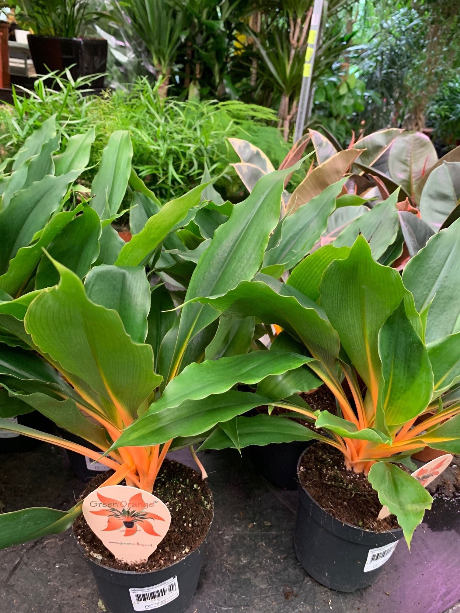 Orange Spider Plant (Chlorophytum orchidastrum)
